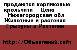  продаются карликовые крольчата  › Цена ­ 850 - Нижегородская обл. Животные и растения » Грызуны и Рептилии   